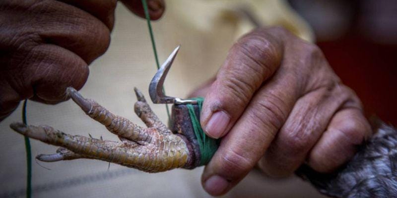 Thủ thuật đá gà cựa dao – Bí quyết từ cao thủ trận mạc