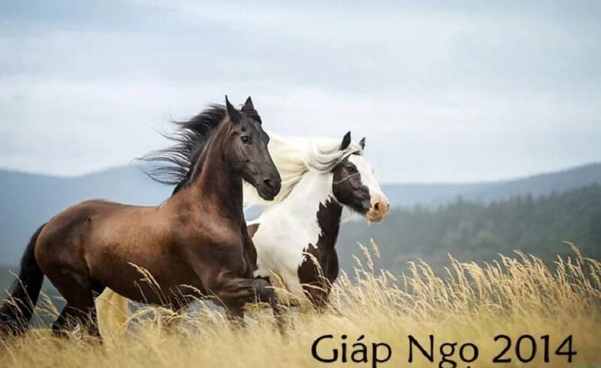 Giáp Ngọ 2014 có sức khỏe dẻo dai