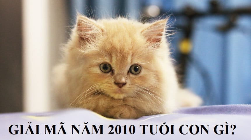 Tìm hiểu 2011 tuổi con gì?