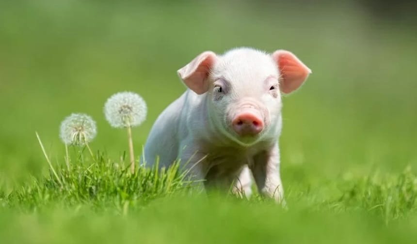 Tử vi trọn đời tuổi Đinh Hợi