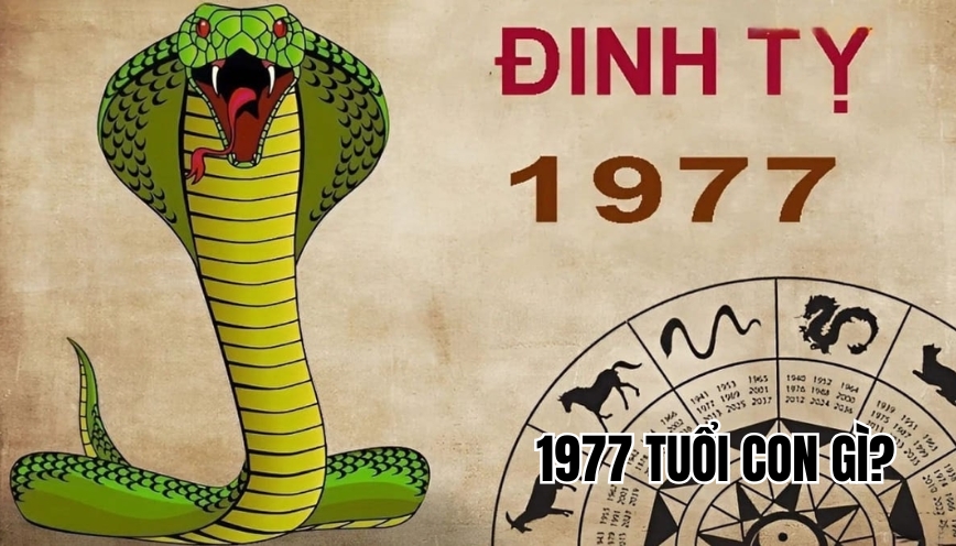 1977 tuổi con gì