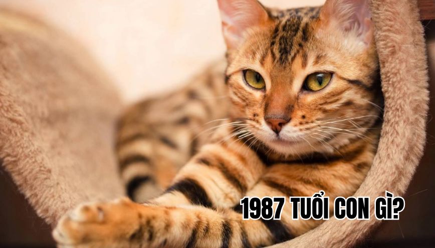 1987 tuổi con gì