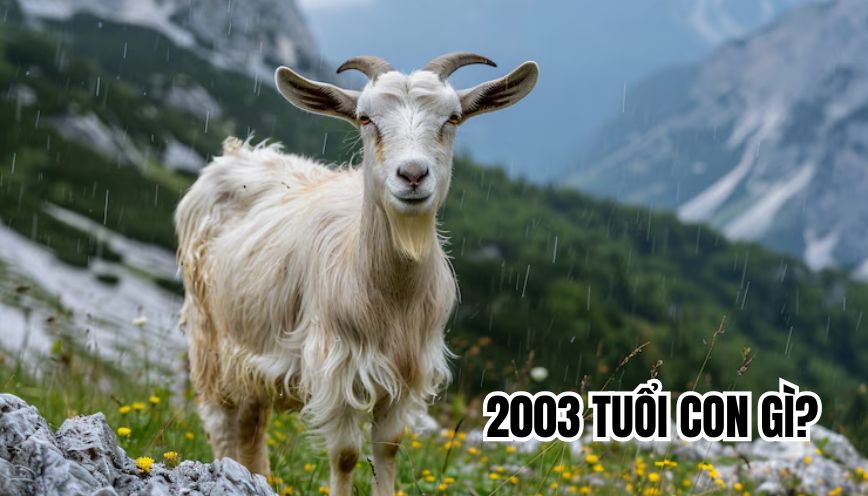 2003 tuổi con gì