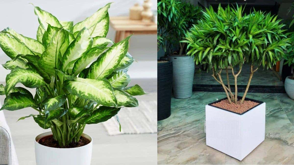 Cây cảnh hợp mệnh với người sinh năm 1985 Ất Sửu