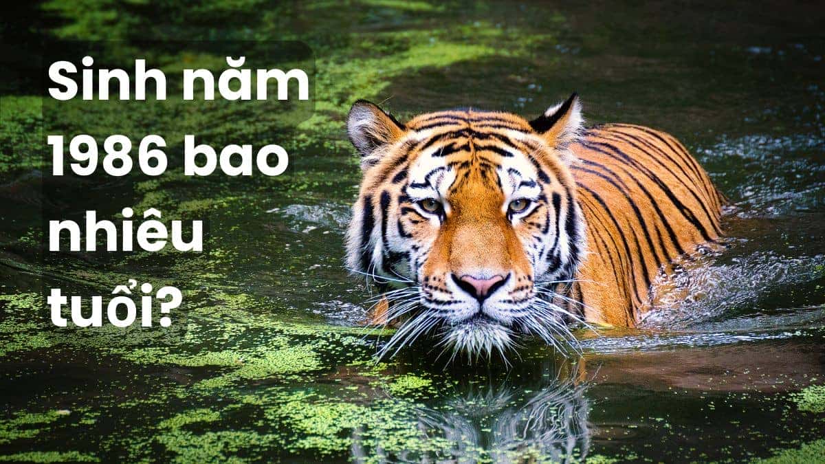 Người tuổi Dần 1986 đã tròn 38 tuổi