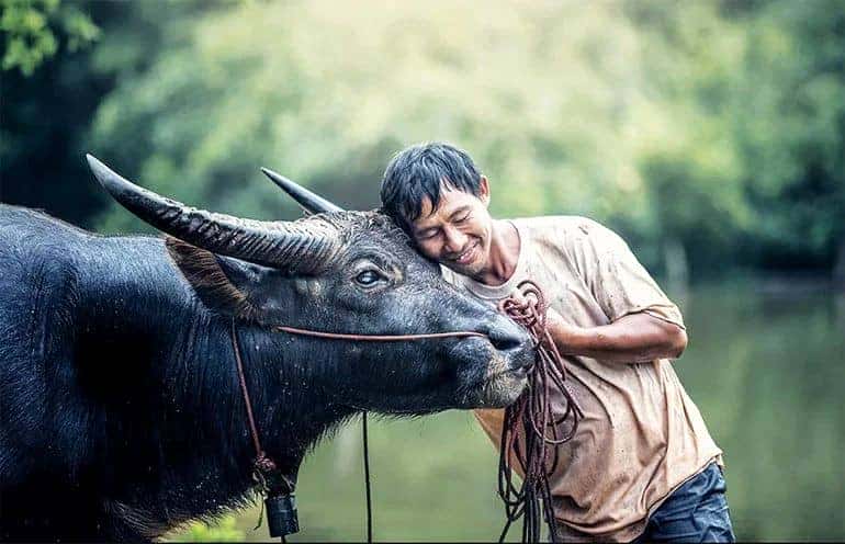 Tính cách nam giới tuổi Sửu 1985 mệnh gì: Điềm tĩnh và thực tế khi lái xe