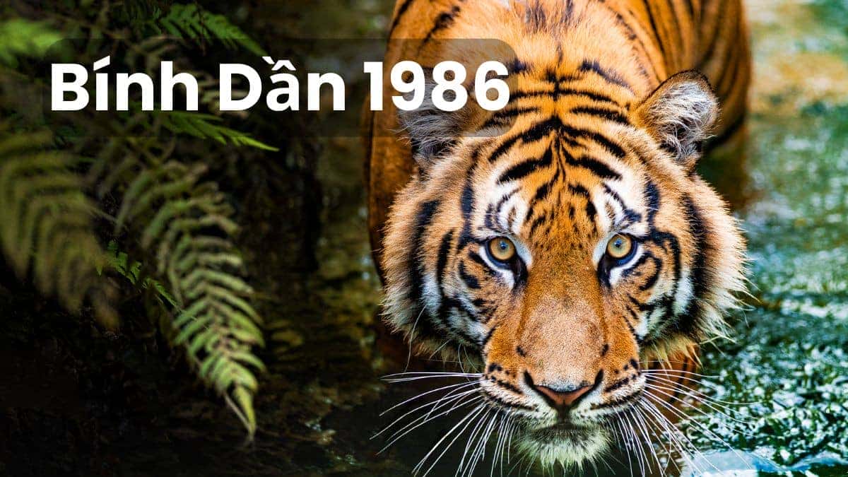 Tuổi Dần năm 1986 hợp các màu xanh lá, đỏ, hồng