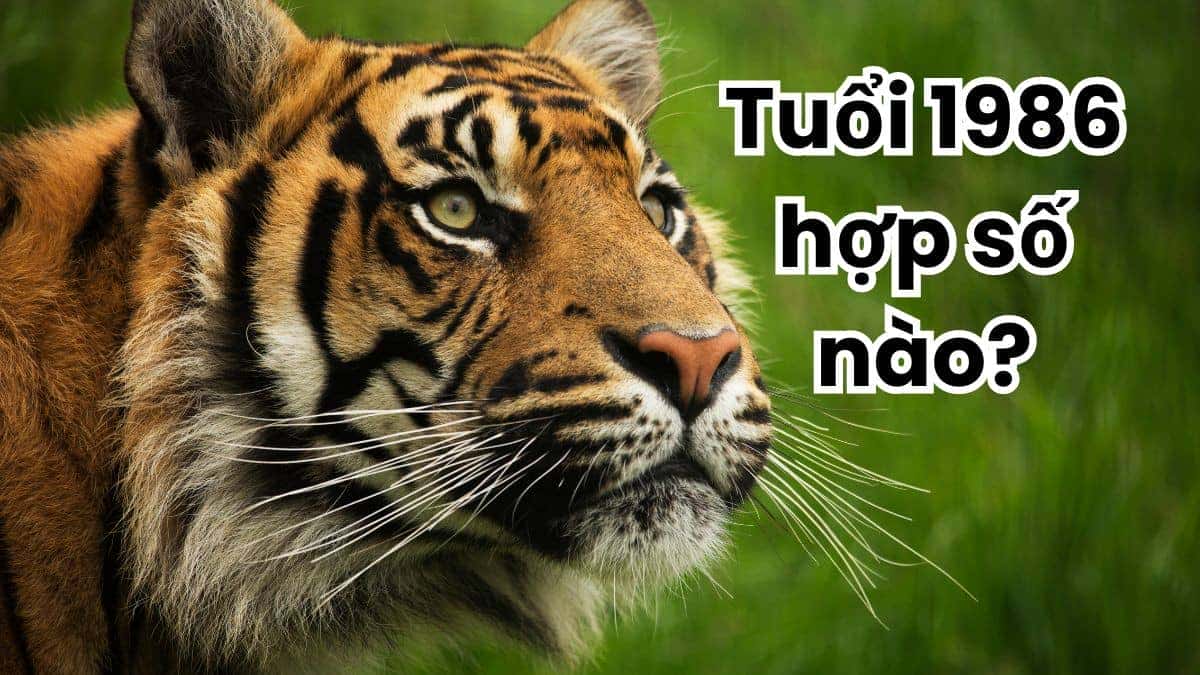 Tuổi Dần năm 1986 hợp số nào