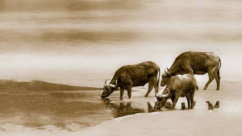 Tuổi Sửu hợp màu gì và những màu kỵ cho người sinh năm 1973