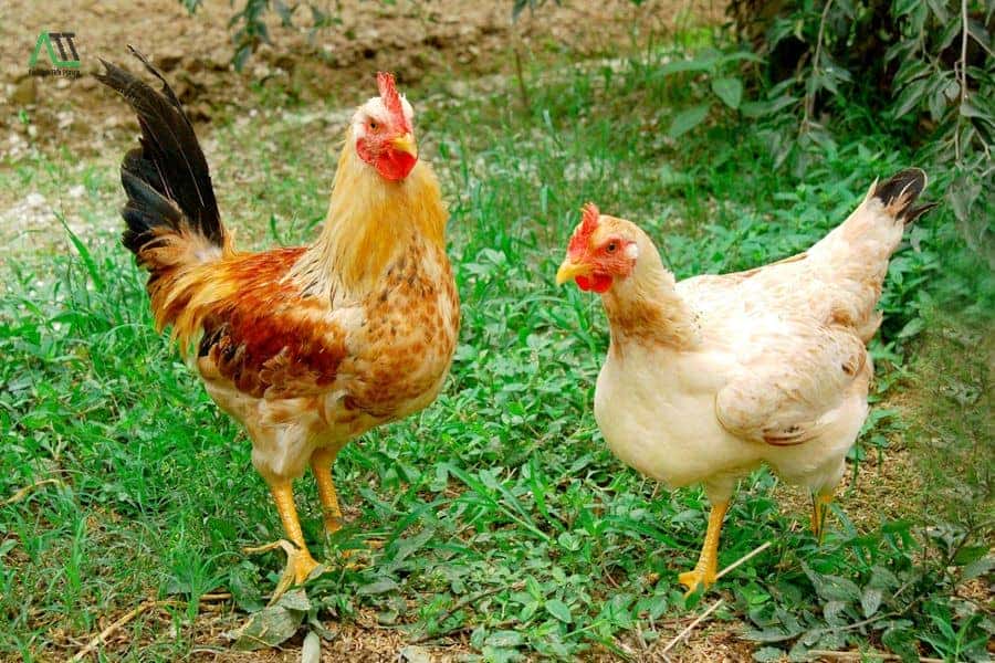 Tuổi Tân Dậu 1981 hợp tuổi nào trong công việc