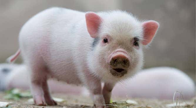 Xe ô tô màu đỏ phù hợp phong thủy tuổi Ất Hợi hôm nay